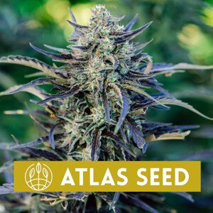 Fog Dog Auto - samonakvétací semena marihuany, 5ks Atlas Seeds