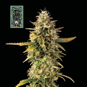 White Widow fast version - feminizovaná semena konopí 3ks, Seedsman