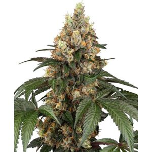 Chocolate Rainbow XXL - feminizované semená, 5 ks, Sensi Seeds