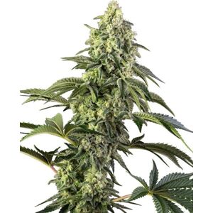Cosmic Kiss - feminizované semená, 5 ks, Sensi Seeds