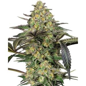 Grapevine Candy - feminizované semená, 3 ks, Sensi Seeds