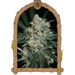Skittalicious Auto – feminizované samonakvétacie semená, 10 ks, Exotic Seed