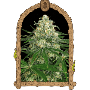 Z&Z Auto – feminizované samonakvétacie semená, 5 ks, Exotic Seed