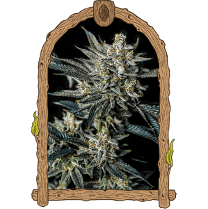 Jelly Bananen Auto – feminizované samonakvétacie semená, 5 ks, Exotic Seed