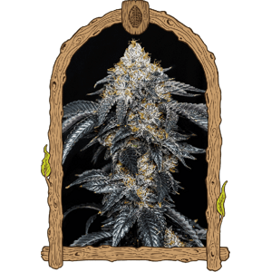 Quicklato Sherbet - feminizované semená, 10 ks, Exotic Seed