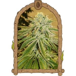 White Banana Auto – feminizované samonakvétacie semená, 5 ks, Exotic Seed
