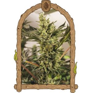 Banana Mash Auto – feminizované samonakvétacie semená, 10 ks, Exotic Seed