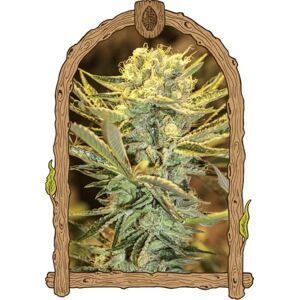 Hippieberry - feminizované semená, 10 ks, Exotic Seed