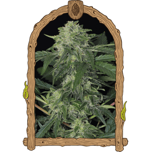 Jungle Fever Auto– feminizované samonakvétacie semená , 5 ks, Exotic Seed