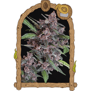 Black Lemon Auto– feminizované samonakvétacie semená , 10 ks, Exotic Seed