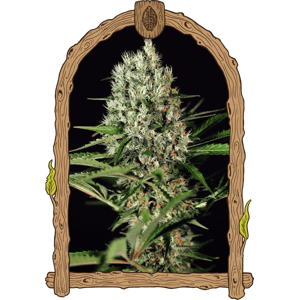 Quick Mass - feminizované semená, 3 ks, Exotic Seed