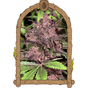Black Haze - feminizované samonakvétacie semená, 10 ks, Exotic Seed