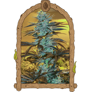Purple Monkey Auto - feminizované samonakvétacie semená, 3 ks, Exotic Seed