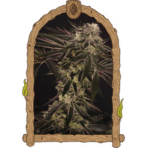 Purple Shot - feminizované semená, 5 ks, Exotic Seed