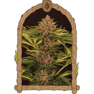 Strawberry Cola Auto - feminizované samonakvétacie semená, 10 ks, Exotic Seed