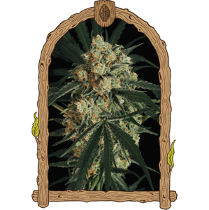 Triple A (AAA) Auto - feminizované samonakvétacie semená, 10 ks, Exotic Seed