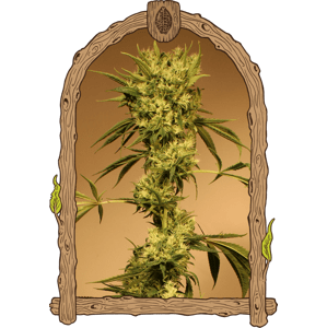 White Jewel - feminizované semená, 10 ks, Exotic Seed