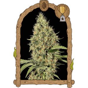 Gypsy Widow - feminizované semená, 3 ks, Exotic Seed