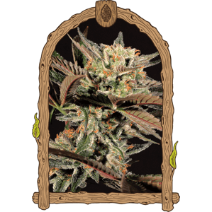 Amnesia Nr. 7 - feminizované semená, 3 ks, Exotic Seed