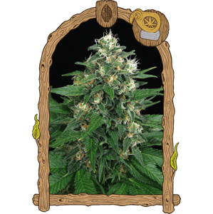 Exotic Thai - feminizované semená, 5 ks, Exotic Seed