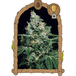 Sir Jack - feminizované semená, 5 ks, Exotic Seed