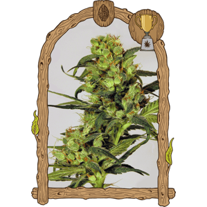 Spicy Bitch - feminizované semená, 5 ks, Exotic Seed