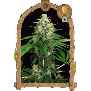 Mango Cream - feminizované semená, 10 ks, Exotic Seed