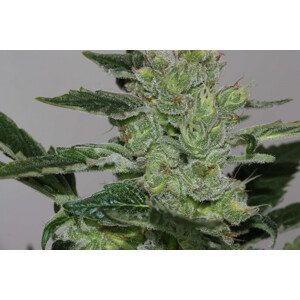 Alaskan Purple - feminizované semienka konope 10 ks, Seedsman
