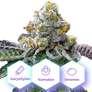 Girl Scout Cookies - feminizované semená 3 ks Cannapio-KOPIE